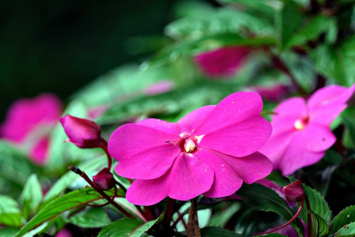 Flowers in the distance, touch-me-not (or balsam)