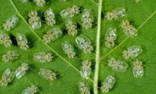 Controlling lace bug isn't easy but it's possible