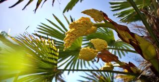 Palm leaves and fruit of a hardy but tropical-like palm