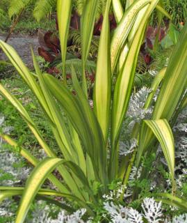 A type of phormium with striped variegated leaves