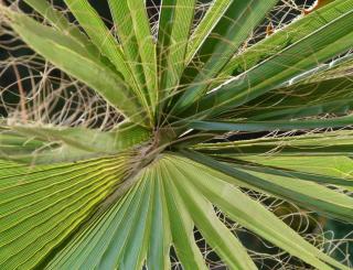 This is a hairy type of windmill palm