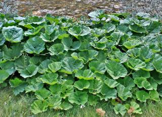 Butterbur leaves clustered near a river