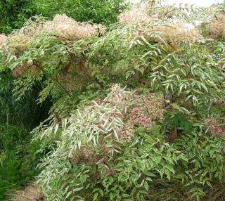 Aralia, or devil's walking stick, has an otherworldly appeal