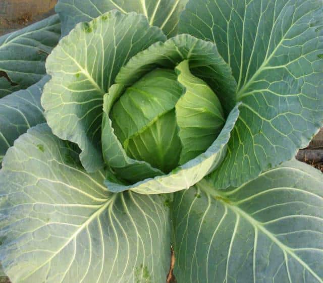 In the vegetable patch, nearly no plants will trigger pollen allergies