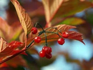 Viburnum snowball shrubs bird-attracting berries in a hedge