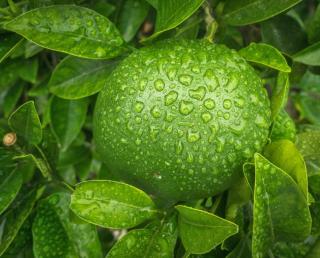 Watering mandarin is important when fruits are forming