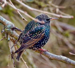 Starling with white dots on black feathers