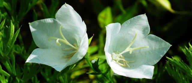 Two white campanula carpatica