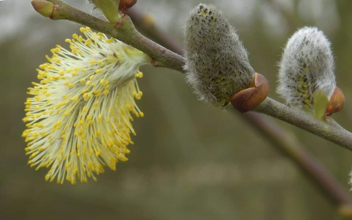 Catkins of a white willow tree
