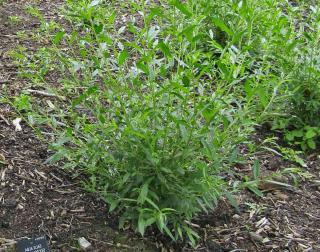 Planting white willow in the ground