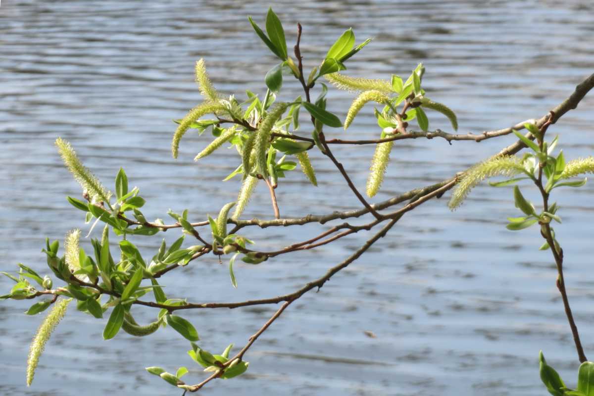 White willow branch with catkins against a silver body of water