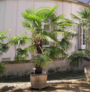 Windmill palm grows fine in pots, but becomes topheavy