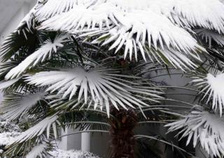 Winter snow covering the palms of a windmill tree