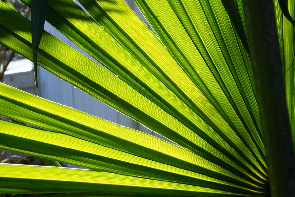 Nice sun shining through a windmill palm leaf