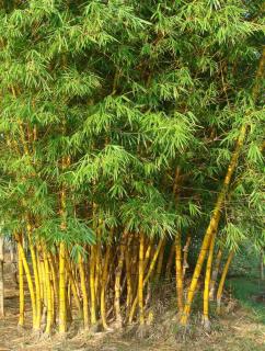 Golden cane bamboo, but other varieties are black, green, purple...