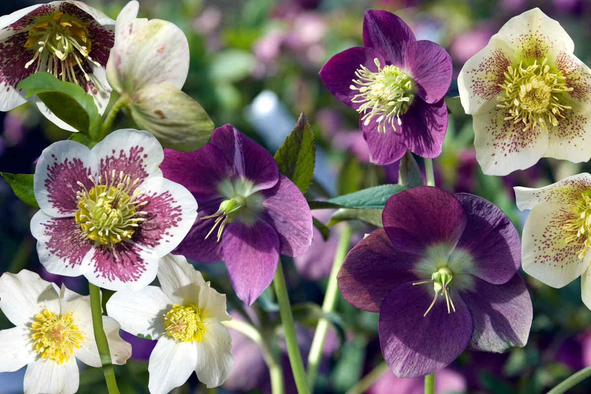 Hellebore - Helleborus