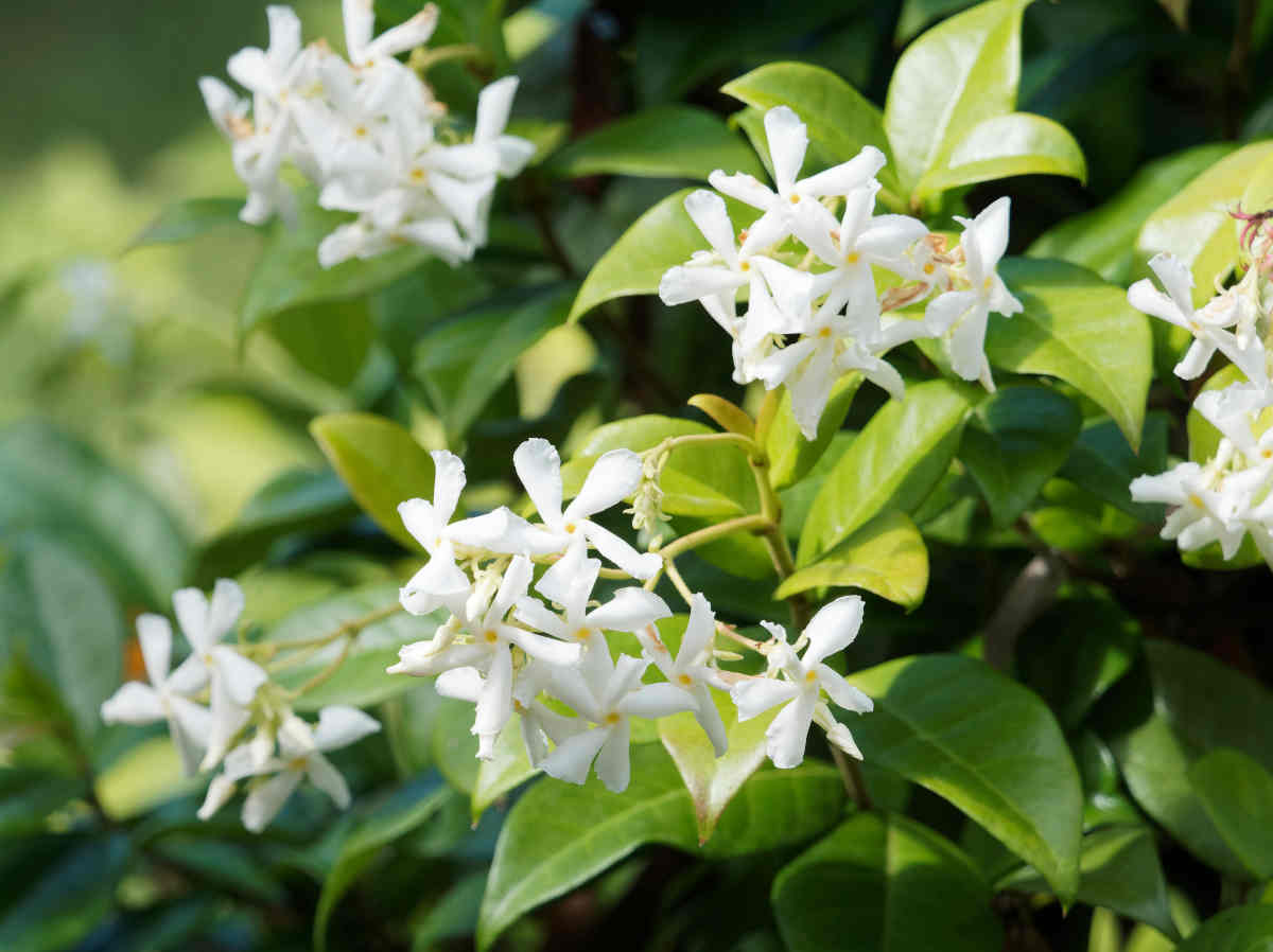 Indian jasmine