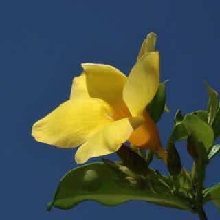 Allamanda is rightly called the 'Golden Trumpet'
