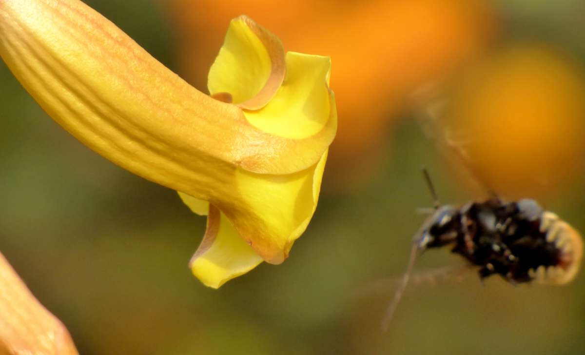 Pollinators love allamanda for its nectar and pollen