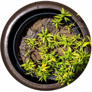 Allamanda planting in a pot