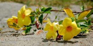 Pruned allamanda stems