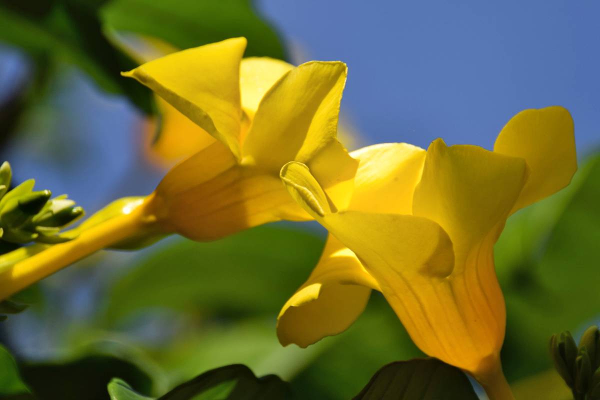 Allamanda, the golden trumpet