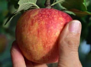 Apple siezed between fingers for twisting off