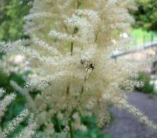 Proper care for Aruncus dioicus leads to beautiful blooming