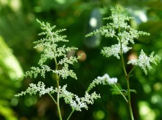 Propagationg for Aruncus dioicus is through division or seeds