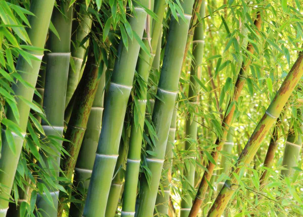 thumbnail image 2 of Nearly Natural 4-Foot Tall Artificial Grass & Bamboo Plant In Black Planter | Zen Home/Office Decor 2 of 10