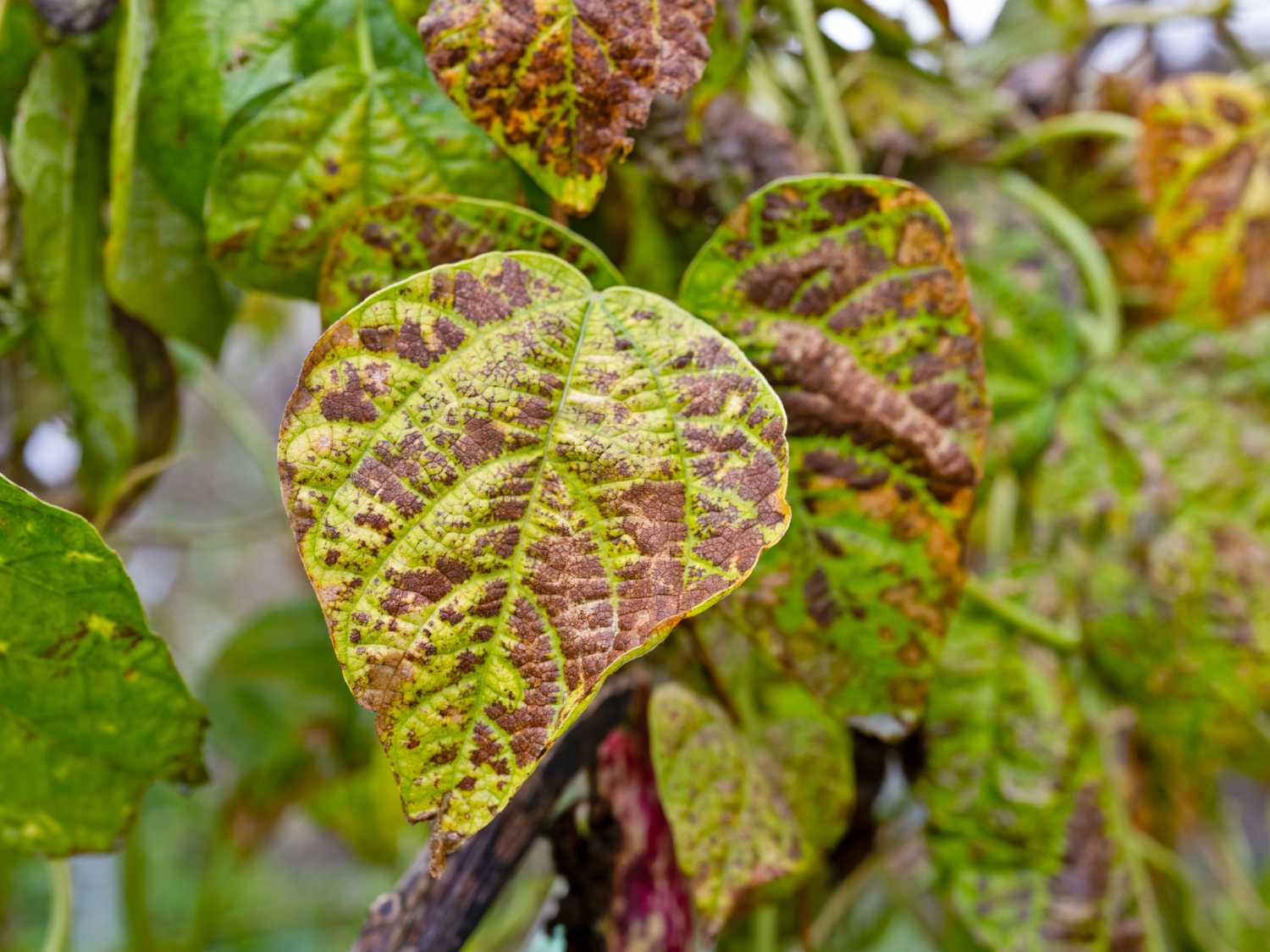 Bean blight