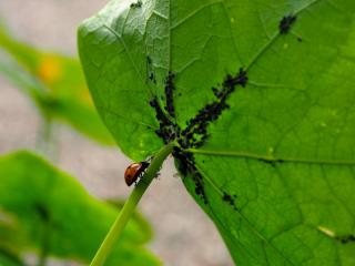 Bean pests