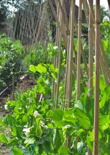 Bean poles and stakes