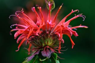 Monarda, or beebalm