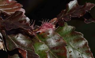 Purple-leaved variety of fagus sylvatica