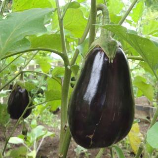 Black beauty eggplant produces huge, swollen black fruit