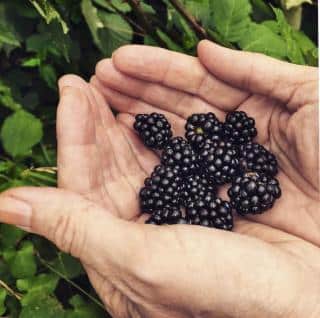 Handfull of blackberries from a container-grown blackberry bush