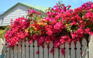 Bougainvillea climbing along a wall and fence