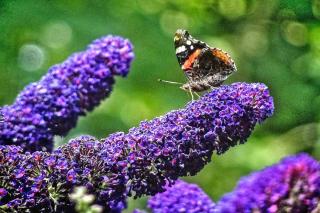 Buddleia flower with butterfly