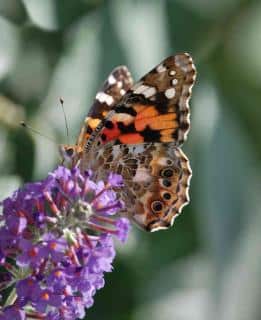 Attract butterflies and other insects to the garden with buddleia