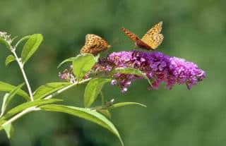 Caring for buddleia, here with insects