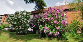 Landscaping with buddleia gives beautiful results