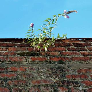 Propagating buddleia is either by seed or through cuttings