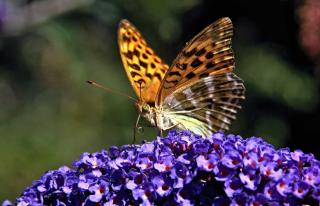 Pruning buddleia to bring it back to size