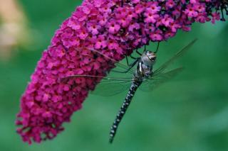 Buddleja with a dragonfly
