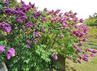 Landscaping with buddleja