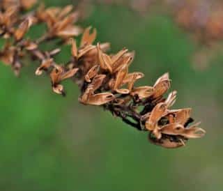 Seed propagation occurs naturally very easily, but cuttings are true to form