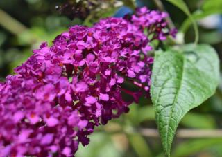 Water buddleja only if you want to maximize the blooming