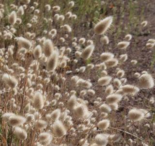 Caring for bunny tail grass leads to beautiful clusters of flowers