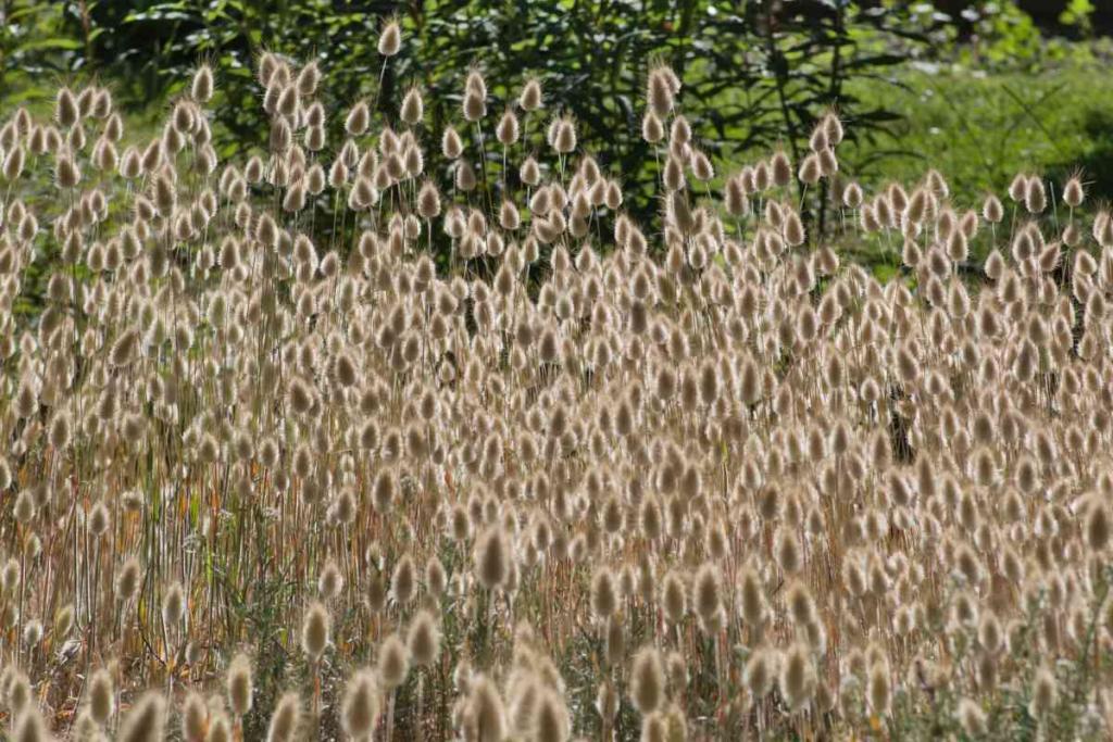 Lagurus ovatus, bunny tail grass, in full bloom